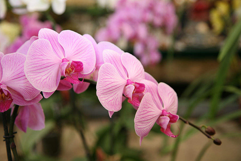Plantas y productos de Jardinería El Castillo 1
