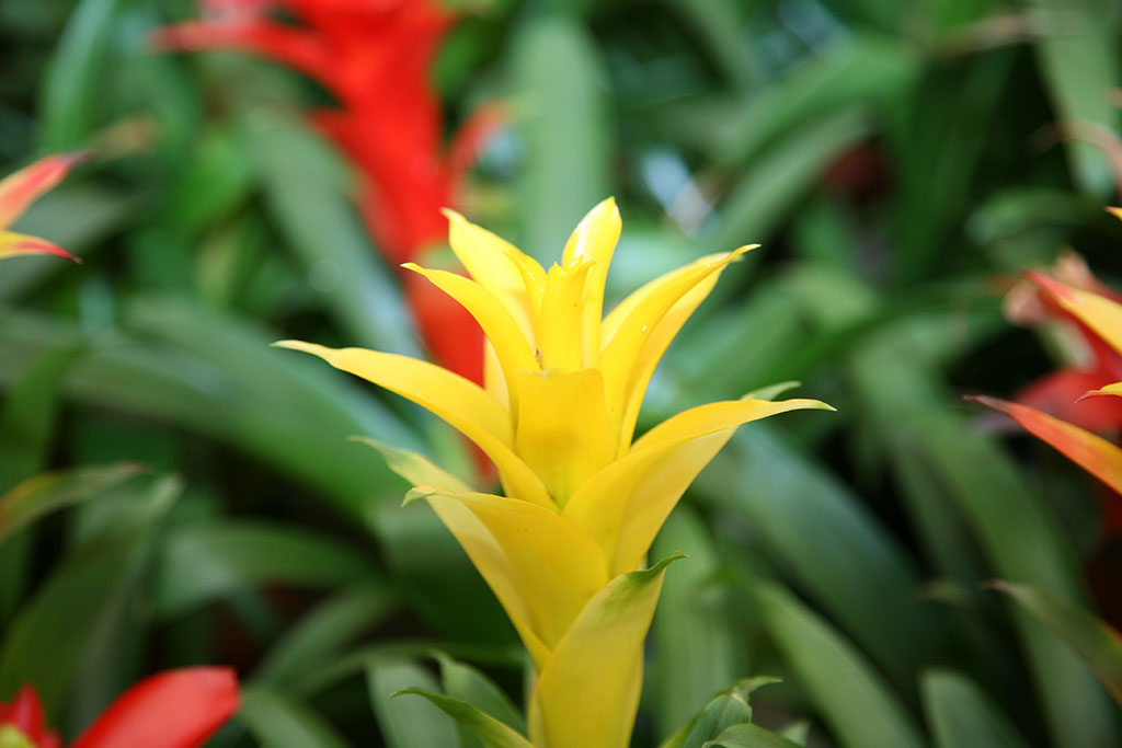 Plantas y productos de Jardinería El Castillo 2